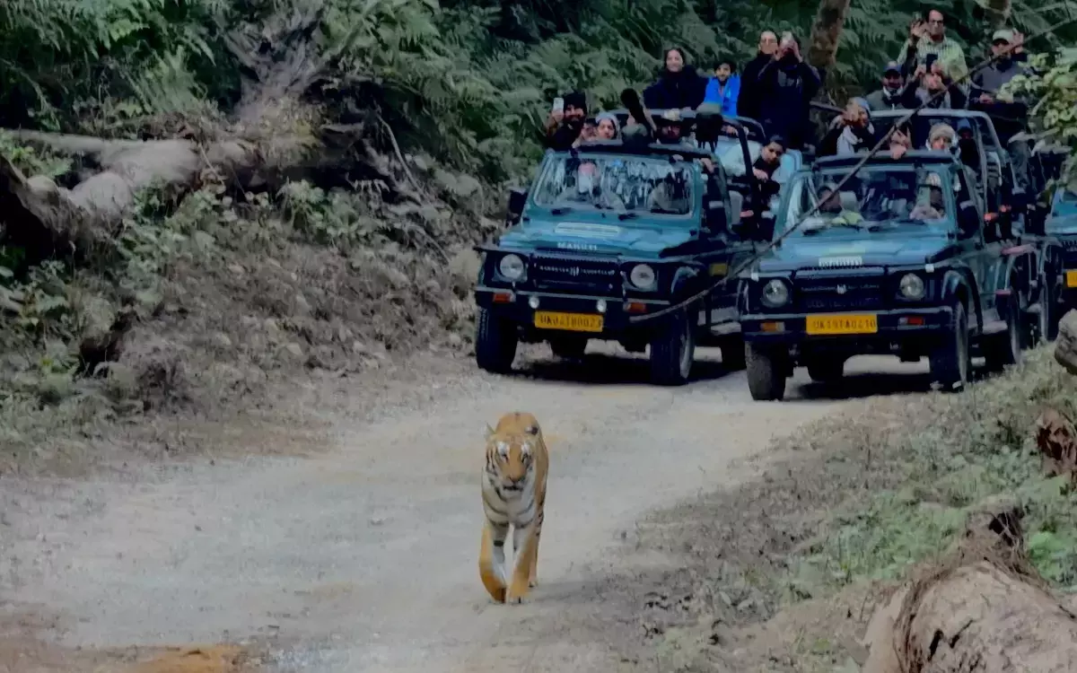 ಸಫಾರಿ ವೇಳೆ ಸೆಲ್ಫಿ ಗೀಳಿಗೆ ಫುಲ್ ಬ್ರೇಕ್: ರಾಷ್ಟ್ರೀಯ ಉದ್ಯಾನಗಳಲ್ಲಿ ಮೊಬೈಲ್ ಬಳಕೆ ಬಂದ್