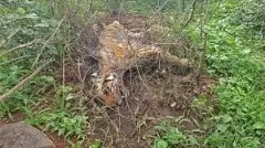 Tiger deaths continue in MM Hills: Tiger carcass found near Gundal dam!