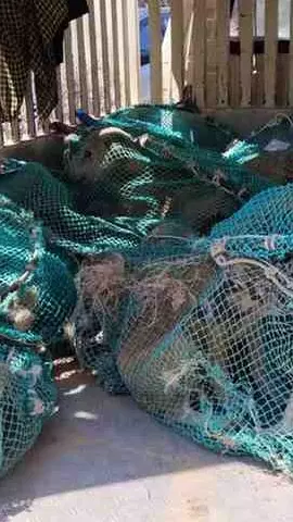 Stray Dog Adoption| ಸುಪ್ರೀಂ ಸೂಚನೆ ಪಾಲನೆ: ಬೀದಿ ನಾಯಿಗಳ ದತ್ತು ಸ್ವೀಕಾರ