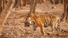 Save Tigers - Part 2| ಬದಲಾದ ಆವಾಸ, ಇಲ್ಲ ಸಂಗಾತಿ ಸಹವಾಸ! ಕಾಡಲ್ಲಿ ಬಿಟ್ಟ ಹುಲಿಗಳಿಗೆ ಕಾಡಲಿದೆ ಖಿನ್ನತೆ! ಅರಣ್ಯ ಇಲಾಖೆ ಅವಾಂತರ?