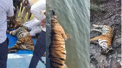 Save Tigers: Part-4| ಹುಲಿಗಳ ಸೆರೆ, ಸರಣಿ ಸಾವು; 2ನೇ ಸ್ಥಾನ ಉತ್ತರಾಖಾಂಡಕ್ಕೆ ಬಿಟ್ಟುಕೊಡಲಿದೆಯೇ ಕರ್ನಾಟಕ? Save Tigers: Part-4| ಹುಲಿಗಳ ಸೆರೆ, ಸರಣಿ ಸಾವು; 2ನೇ ಸ್ಥಾನ ಉತ್ತರಾಖಾಂಡಕ್ಕೆ ಬಿಟ್ಟುಕೊಡಲಿದೆಯೇ ಕರ್ನಾಟಕ?