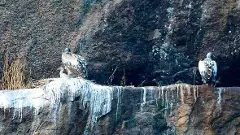 Ramadevarabetta Vulture Sanctuary| ಅತ್ಯಪರೂಪದ ರಣಹದ್ದು ಜೋಡಿಗೆ ಇನ್ನೊಂದು ಪುಟಾಣಿ