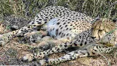 ಕುನೋದಲ್ಲಿ ಮೂರು ಚೀತಾ ಮರಿಗಳ ಜನನ- ದೇಶದಲ್ಲಿ ಚೀತಾಗಳ ಸಂಖ್ಯೆ 38ಕ್ಕೆ ಏರಿಕೆ!