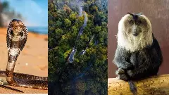 ದಕ್ಷಿಣದ ಚಿರಾಪುಂಜಿ ಆಗುಂಬೆಗೆ ಸುರಂಗ! ಕಾಳಿಂಗ ಸರ್ಪ, ಸಿಂಹ ಬಾಲದ ಸಿಂಗಳೀಕದ ತವರಿಗೆ ಕನ್ನ! ದಕ್ಷಿಣದ ಚಿರಾಪುಂಜಿ ಆಗುಂಬೆಗೆ ಸುರಂಗ! ಕಾಳಿಂಗ ಸರ್ಪ, ಸಿಂಹ ಬಾಲದ ಸಿಂಗಳೀಕದ ತವರಿಗೆ ಕನ್ನ!