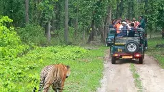 Good news for animal lovers | Bandipur, Nagarhole safaris to resume in phases
