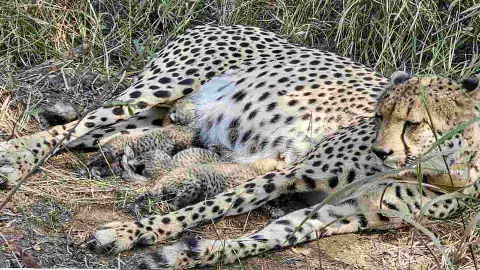 ಕುನೋದಲ್ಲಿ ಮೂರು ಚೀತಾ ಮರಿಗಳ ಜನನ- ದೇಶದಲ್ಲಿ ಚೀತಾಗಳ ಸಂಖ್ಯೆ 38ಕ್ಕೆ ಏರಿಕೆ! ಕುನೋದಲ್ಲಿ ಮೂರು ಚೀತಾ ಮರಿಗಳ ಜನನ- ದೇಶದಲ್ಲಿ ಚೀತಾಗಳ ಸಂಖ್ಯೆ 38ಕ್ಕೆ ಏರಿಕೆ!