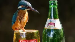 ಊ ಲಾ ಲಾ ಲಾ ಲೇ ಓ...ಇನ್ಮುಂದೆ ಕಿಂಗ್‌ಫಿಶರ್ ಸ್ವತ್ತು: ಐಕಾನಿಕ್ ಜಿಂಗಲ್‌ಗೆ ಸಿಕ್ಕಿತು ಕಾನೂನು ಮಾನ್ಯತೆ