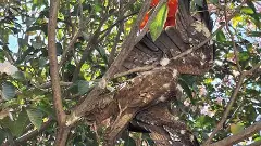 ಮೂಕ ಪ್ರಾಣಿಗಳ ಮೃತ್ಯುಪಾಶ ಚೀನಾ ಮಾಂಜಾ; ನಿವಾಸಿಗಳಿಂದ ಗಿಡುಗ ರಕ್ಷಣೆ