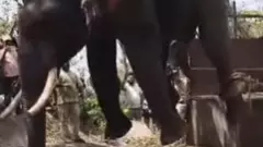 ಮಲೆನಾಡಿನಲ್ಲಿ  ಆನೆ-ಮಾನವ ಸಂಘರ್ಷ: ಲಾಠಿ ಪ್ರಹಾರ;  ಸೆರೆಹಿಡಿದ ಆನೆಯ ದಂತ ತುಂಡಾಗಿದ್ದು ಯಾಕೆ?