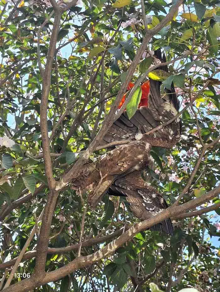 ಮೂಕ ಪ್ರಾಣಿಗಳ ಮೃತ್ಯುಪಾಶ ಚೀನಾ ಮಾಂಜಾ; ನಿವಾಸಿಗಳಿಂದ ಗಿಡುಗ ರಕ್ಷಣೆ ಮೂಕ ಪ್ರಾಣಿಗಳ ಮೃತ್ಯುಪಾಶ ಚೀನಾ ಮಾಂಜಾ; ನಿವಾಸಿಗಳಿಂದ ಗಿಡುಗ ರಕ್ಷಣೆ