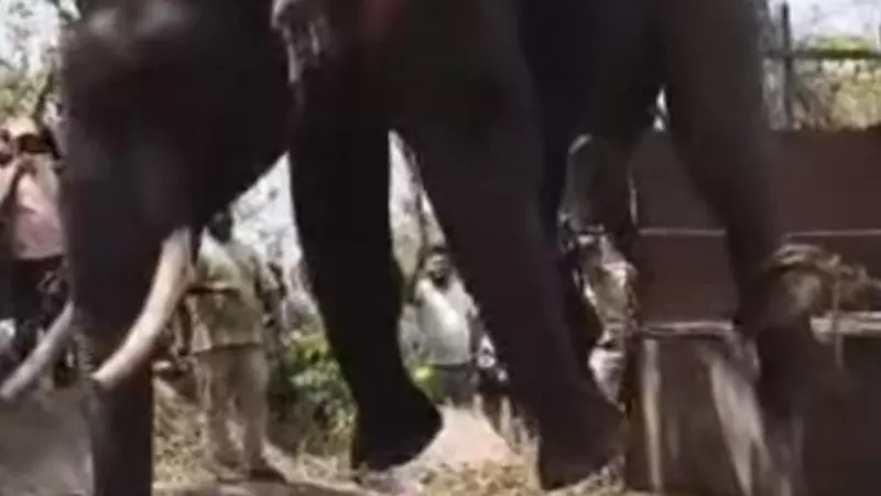 ಮಲೆನಾಡಿನಲ್ಲಿ  ಆನೆ-ಮಾನವ ಸಂಘರ್ಷ: ಲಾಠಿ ಪ್ರಹಾರ;  ಸೆರೆಹಿಡಿದ ಆನೆಯ ದಂತ ತುಂಡಾಗಿದ್ದು ಯಾಕೆ?