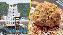 ತಿರುಪತಿ ಲಡ್ಡು ಪ್ರಸಾದಕ್ಕೆ ಇ-ಟಂಗ್, ಇ-ನೋಸ್ ಗುಣಮಟ್ಟ ಪರೀಕ್ಷೆ: ಆಂಧ್ರ ಆರೋಗ್ಯ ಸಚಿವ
