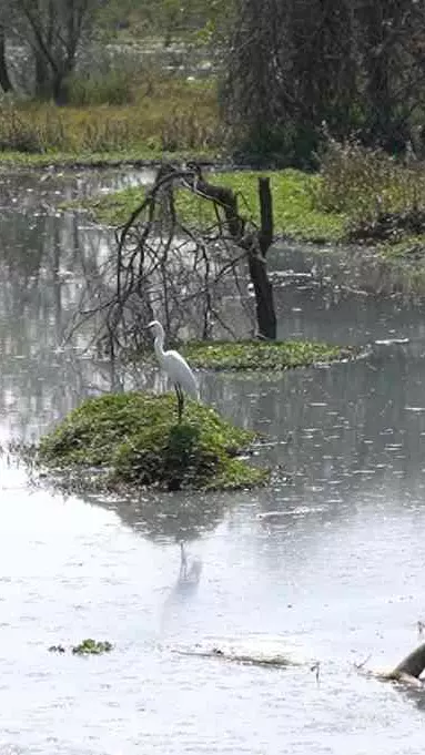 Ground Report| ಅರ್ಕಾವತಿ ನದಿ ಪಾತ್ರದಲ್ಲಿ ʼದ ಫೆಡರಲ್ʼ: ಜೀವನದಿಯ ಒಡಲಲ್ಲಿ ವಿಷವೇ ವಿಷ!