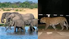 ಮಾನವ-ವನ್ಯಜೀವಿ ಸಂಘರ್ಷ| ಚಿರತೆ ಹಾವಳಿಗೆ ನಲುಗಿದ ಜನ; ನಿದ್ದೆಗೆಡಿಸಿದ ಮದಗಜಗಳ ಹಿಂಡು