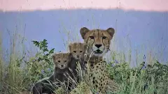 ಪ್ರಾಜೆಕ್ಟ್ ಚೀತಾ : ಬೋಟ್ಸ್ವಾನಾದಿಂದ ಕುನೊ ರಾಷ್ಟ್ರೀಯ ಉದ್ಯಾನವನಕ್ಕೆ 8 ಚಿರತೆಗಳ ಆಗಮನ