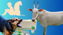 Rabies  Prevention|ನಾಯಿ ಕಚ್ಚಿದರೆ ಚುಚ್ಚು ಮದ್ದು ಬೇಡ,  ಬಾಯಿಗೇ ರೇಬಿಸ್‌ ಲಸಿಕೆ!