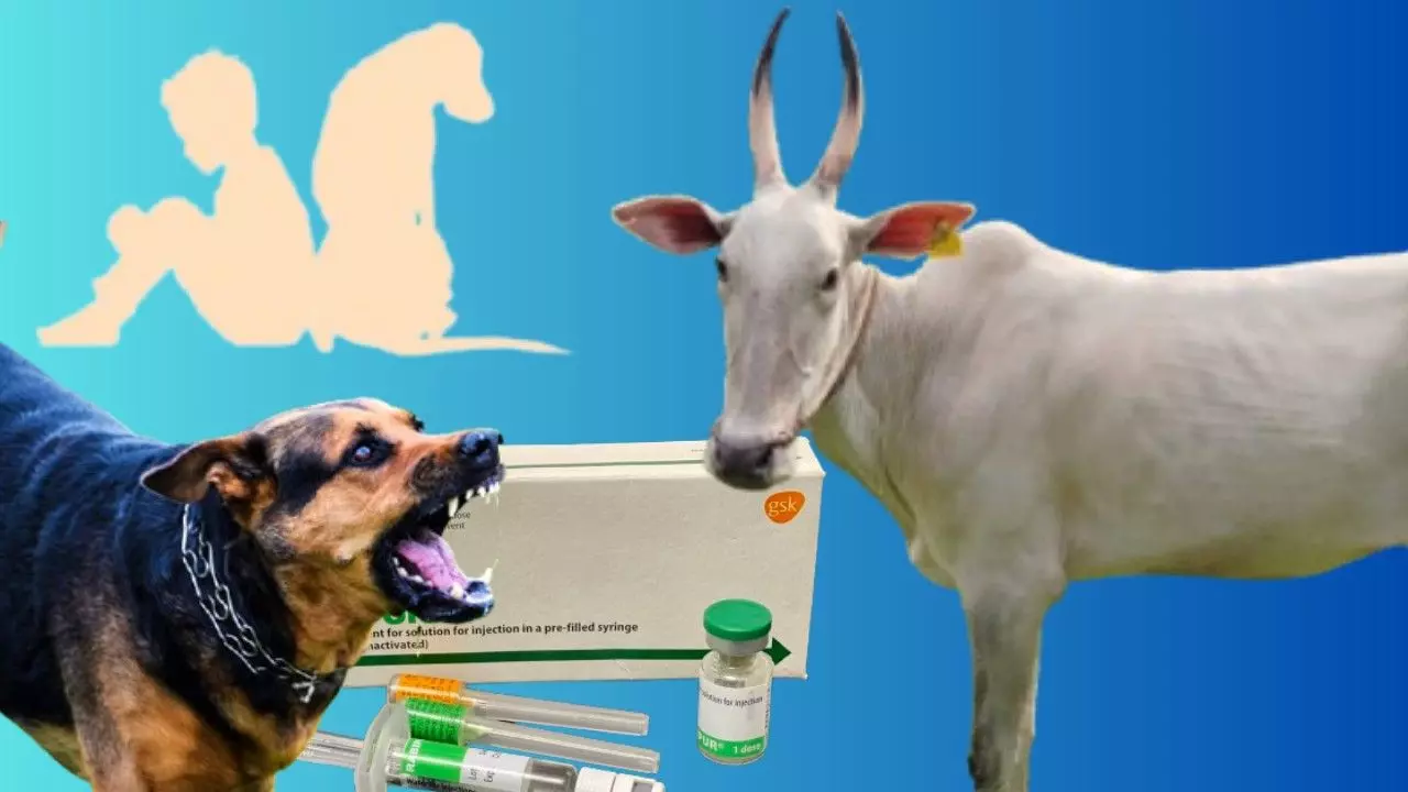 Rabies  Prevention|ನಾಯಿ ಕಚ್ಚಿದರೆ ಚುಚ್ಚು ಮದ್ದು ಬೇಡ,  ಬಾಯಿಗೇ ರೇಬಿಸ್‌ ಲಸಿಕೆ!