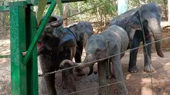 ಸಂಕೋಲೆಯ ಸಂಕಟವಿಲ್ಲ, ಕಠಿಣ ತಾಲೀಮಿಲ್ಲ: ಈ ಪುನರ್ವಸತಿ ಕೇಂದ್ರದಲ್ಲಿ ಆನೆಗಳು ಸರ್ವ ಸ್ವತಂತ್ರ