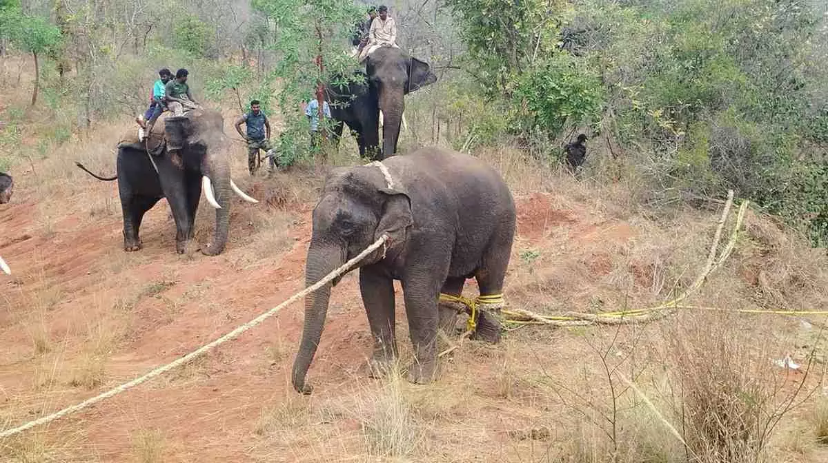 Human-Elephant Conflict| ನಾಡಿಗೆ ನುಗ್ಗುತ್ತಿರುವ ಮಕ್ನಾ, ಒಂಟಿಸಲಗ: ಸೆರೆಗೆ ಹೆಣ್ಣಾನೆಗಳ ಹನಿಟ್ರ್ಯಾಪ್! Human-Elephant Conflict| ನಾಡಿಗೆ ನುಗ್ಗುತ್ತಿರುವ ಮಕ್ನಾ, ಒಂಟಿಸಲಗ: ಸೆರೆಗೆ ಹೆಣ್ಣಾನೆಗಳ ಹನಿಟ್ರ್ಯಾಪ್!