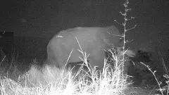 Elephant Corridor| ಕನಕಪುರ ರಸ್ತೆಯಲ್ಲಿ ಮೊದಲ ಬಾರಿಗೆ ʼಆನೆ ಮೇಲ್ಸೇತುವೆʼ ಬಳಸಿದ ಸಲಗ