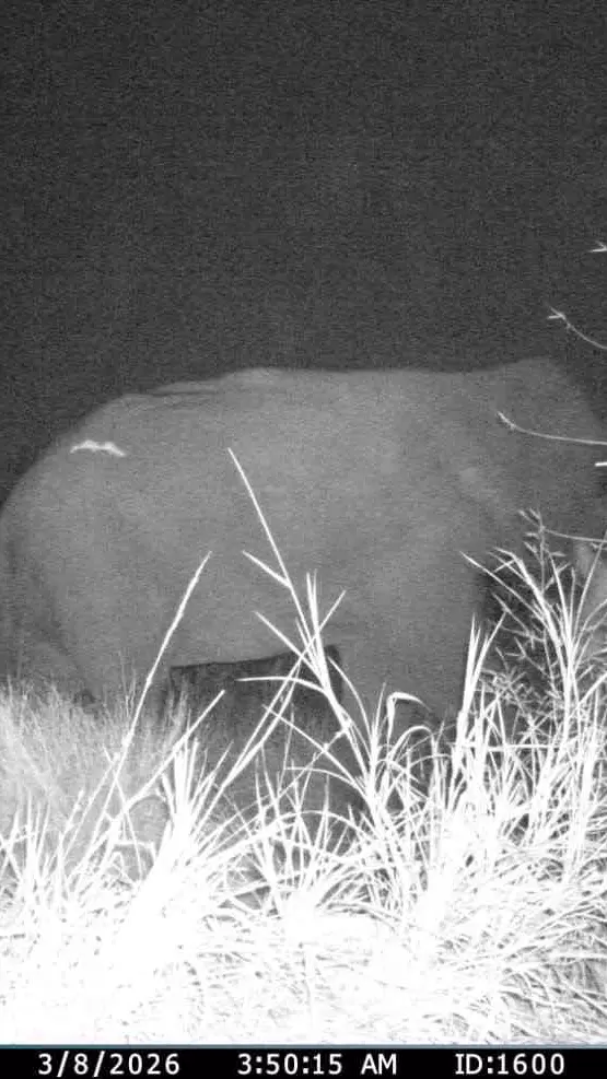 Elephant Corridor| ಕನಕಪುರ ರಸ್ತೆಯಲ್ಲಿ ಮೊದಲ ಬಾರಿಗೆ ʼಆನೆ ಮೇಲ್ಸೇತುವೆʼ ಬಳಸಿದ ಸಲಗ