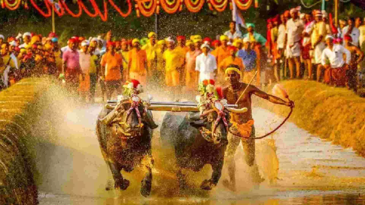 ರಾಜ್ಯದೆಲ್ಲೆಡೆ ಕಂಬಳ ಆಯೋಜನೆಗೆ ಸುಪ್ರೀಂ ಕೋರ್ಟ್ ಗ್ರೀನ್ ಸಿಗ್ನಲ್: ಪೆಟಾ ಮೇಲ್ಮನವಿ ವಜಾ