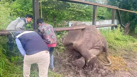 ಆನೆ ದಾಳಿಗೆ ಬ್ರೇಕ್ ಹಾಕಿದ ಬ್ಯಾರಿಕೇಡ್: ಕಾಡನ್ನೇ ಇಬ್ಭಾಗಿಸಿತಾ ಅರಣ್ಯ ಇಲಾಖೆ?