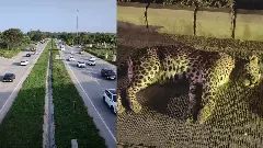 Vehicle collision on Nice Road | Three-year-old leopard dies, FIR registered