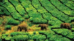 Human-Elephant Conflict| ಕಾಫಿ ನಾಡಿನ ಆನೆಗಳ ಸಿಟ್ಟಿಗೆ ಏಳು ಅಮಾಯಕರ ಬಲಿ! ಮಲೆನಾಡಿಗರ ಆಕ್ರೋಶ