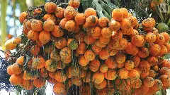 ಅಡಿಕೆ ಜಗಿದರೆ ಕ್ಯಾನ್ಸರ್‌ ಬರೋಲ್ಲ, ಜ್ಞಾಪಕ ಶಕ್ತಿ ಹೆಚ್ಚಳ; ಕಳಂಕ ದೂರ ಮಾಡಿದ ಸರ್ಕಾರ