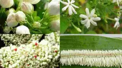 ಮಲ್ಲಿಗೆ : ‘ಜಿಐ ಟ್ಯಾಗ್’ ಮಾನ್ಯತೆ ಇದ್ದರೂ ಆತಂಕದಲ್ಲಿದ್ದಾಳೆ ʻಶ್ವೇತ ಸುಂದರಿʼ