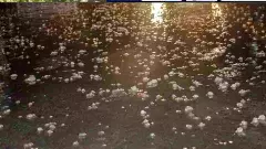 ಯುಗಾದಿಗೂ ಮುನ್ನವೇ ಸಿಲಿಕಾನ್ ಸಿಟಿಗೆ ವರುಣನ ಕೃಪೆ; ಆಲಿಕಲ್ಲು ಸಹಿತ ಭಾರಿ ಮಳೆ