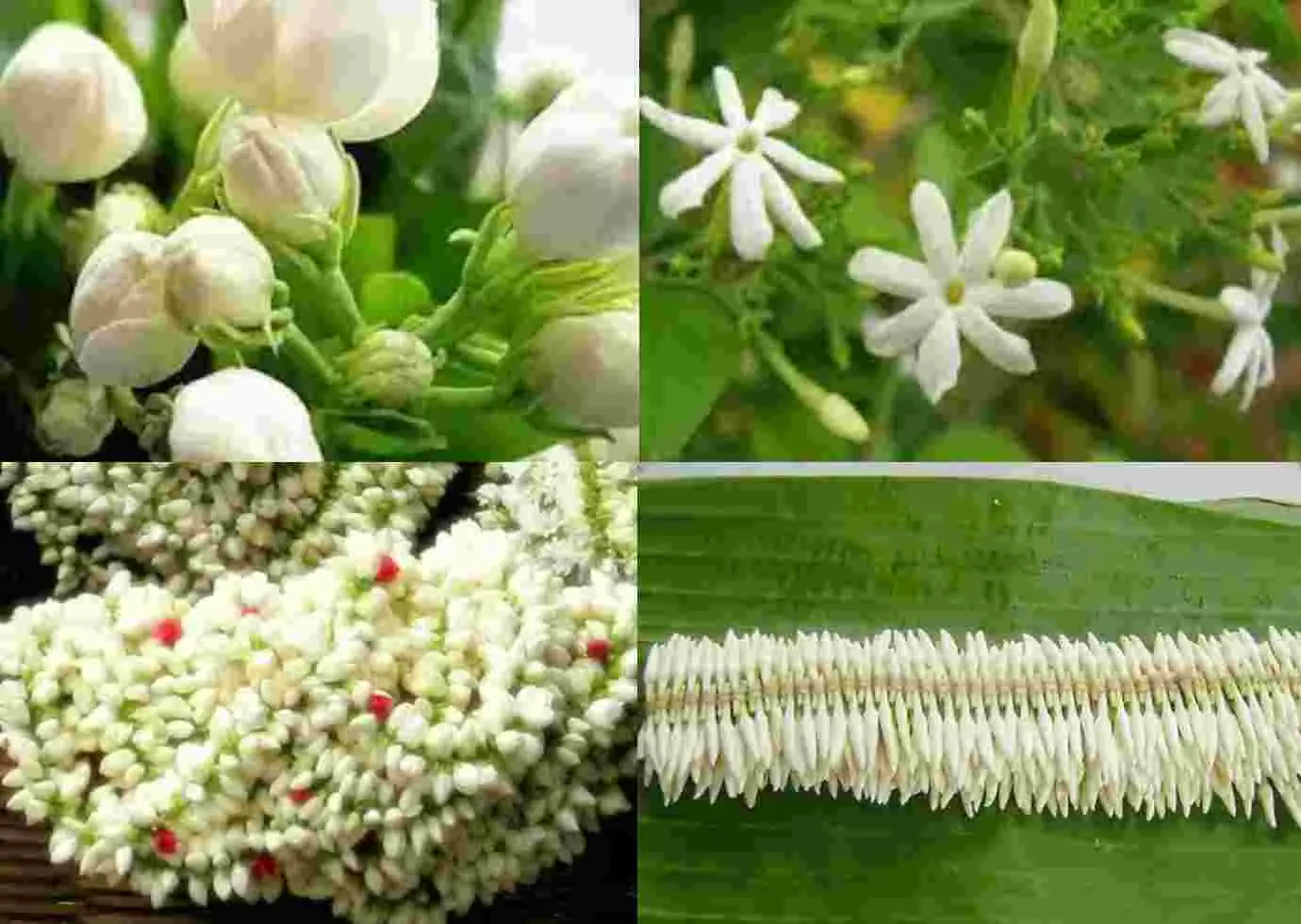 ಮಲ್ಲಿಗೆ : ‘ಜಿಐ ಟ್ಯಾಗ್’ ಮಾನ್ಯತೆ ಇದ್ದರೂ ಆತಂಕದಲ್ಲಿದ್ದಾಳೆ ʻಶ್ವೇತ ಸುಂದರಿʼ