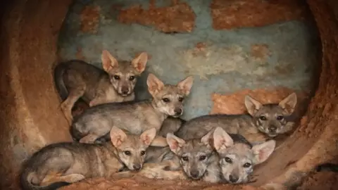 ಪಿಲಿಕುಳ ಮೃಗಾಲಯದಲ್ಲಿ ಏಳು ಮರಿಗಳಿಗೆ ಜನ್ಮ ಕೊಟ್ಟ ಗೀತಾ ಹೆಸರಿನ ತೋಳ