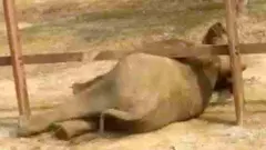 ರೈಲ್ವೆ ಕಂಬಿಯ ತಡೆಗೋಡೆಗೆ ಸಿಲುಕಿ ಹರಸಾಹಸ ಪಟ್ಟ ಗಜರಾಜ: ವಿಡಿಯೋ ವೈರಲ್!