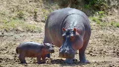 ಶಿವಮೊಗ್ಗದಲ್ಲಿ ನೀರಾನೆ ದಾಳಿಗೆ ವೈದ್ಯೆ ಸಾವು: ನೋಡಲು ಸಾಧು ಪ್ರಾಣಿ.. ಆದರೆ ಯಾಕೆ ಎಷ್ಟು ಅಪಾಯಕಾರಿ?