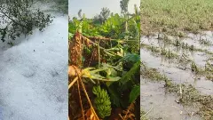 ಆಲಿಕಲ್ಲು ಮಳೆಗೆ ಉತ್ತರದಲ್ಲಿ ನೆಲಕಚ್ಚಿದ ಬೆಳೆಗಳು; ಪರಿಹಾರ ಘೋಷಣೆಗೆ ಆಗ್ರಹ