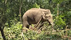 ಕೊಡಗು-ವೀರಾಜಪೇಟೆಯಲ್ಲಿ ಭೀತಿ ಹುಟ್ಟಿಸಿದ್ದ ʼಕಾಫಿ ನಾಡಿನʼ ಪುಂಡಾನೆ ಕೊನೆಗೂ ಸೆರೆ !