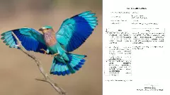No census of its own state bird: Forest Department fails to provide data on blue-throated birds