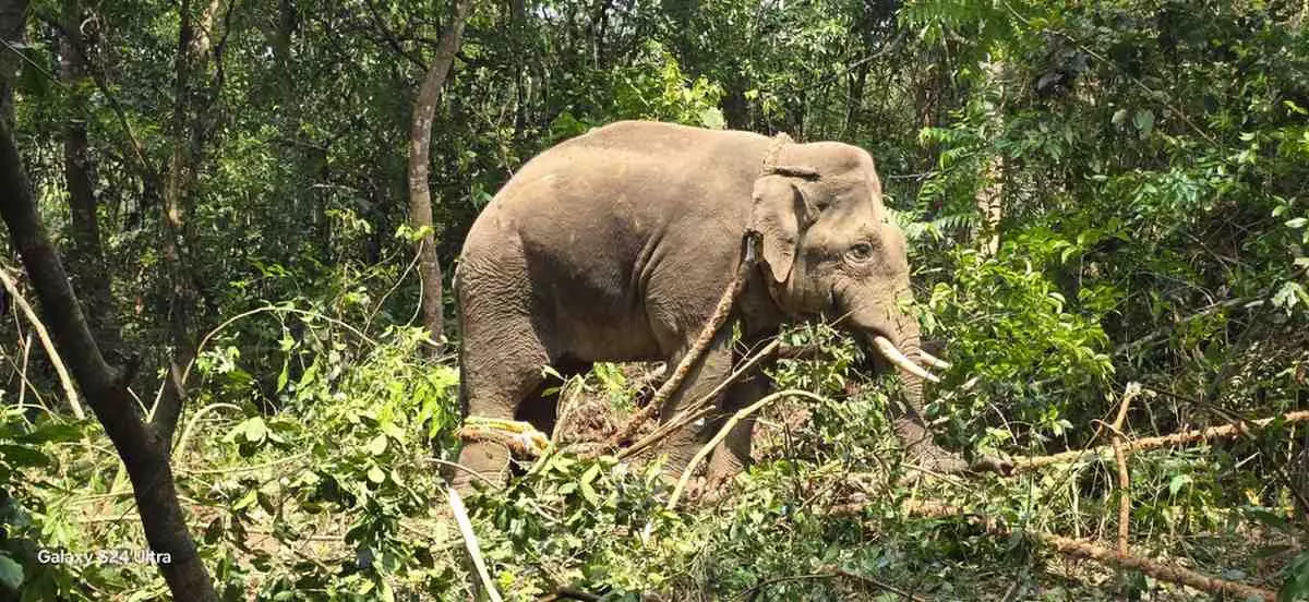 ಕೊಡಗು-ವೀರಾಜಪೇಟೆಯಲ್ಲಿ ಭೀತಿ ಹುಟ್ಟಿಸಿದ್ದ ʼಕಾಫಿ ನಾಡಿನʼ ಪುಂಡಾನೆ ಕೊನೆಗೂ ಸೆರೆ ! ಕೊಡಗು-ವೀರಾಜಪೇಟೆಯಲ್ಲಿ ಭೀತಿ ಹುಟ್ಟಿಸಿದ್ದ ʼಕಾಫಿ ನಾಡಿನʼ ಪುಂಡಾನೆ ಕೊನೆಗೂ ಸೆರೆ !