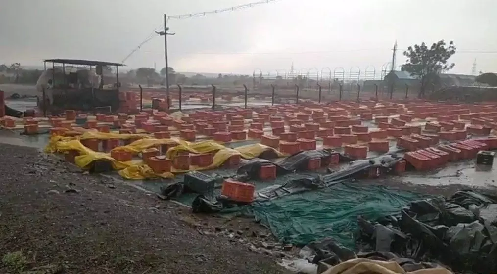 ಉ.ಕರ್ನಾಟಕದ ರೈತರಿಗೆ ಬರೆ ಎಳೆದ ಆಲಿಕಲ್ಲು: ಕೈಗೆ ಬಂದ ದ್ರಾಕ್ಷಿ ಬಾಯಿಗೆ ಬರಲಿಲ್ಲ! ಉ.ಕರ್ನಾಟಕದ ರೈತರಿಗೆ ಬರೆ ಎಳೆದ ಆಲಿಕಲ್ಲು: ಕೈಗೆ ಬಂದ ದ್ರಾಕ್ಷಿ ಬಾಯಿಗೆ ಬರಲಿಲ್ಲ!