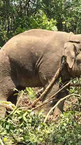 Human- Elephant Conflict| ಕಾಫಿನಾಡು ಕೊಡಗಲ್ಲಿದೆ 114 ಕಾಡಾನೆಗಳು! ಹಿಂಡು ಬಿಟ್ಟು ನಾಡಿಗೆ ಬಂದ ಸೆರೆಯಾದ ಸಲಗದ ಹಿಂದಿನ ಸತ್ಯ!