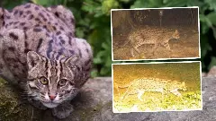 Fishing Cats| ಕಾಜಿರಂಗದ ನಿಶಾಚರಿ ನೀರು ಬೆಕ್ಕು! ನೀರಿನಾಳಕ್ಕೆ ಡೈ ಹೊಡೆವ, ಕಿ.ಮೀ.ಗಟ್ಟಲೆ ಈಜುವ ಅತ್ಯಪರೂಪದ ಕ್ಯಾಟ್‌!