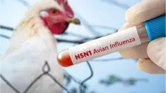 ಛತ್ತೀಸ್‌ಗಢದಲ್ಲಿ ಹಕ್ಕಿ ಜ್ವರದ ಅಬ್ಬರ: 4,400 ಕೋಳಿಗಳ ಸಾವು