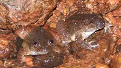 ಪಶ್ಚಿಮ ಘಟ್ಟದಲ್ಲಿ ಹೊಸ ಪ್ರಭೇದದ ಕಪ್ಪೆ ಪತ್ತೆ: ಕಾಳಿ ನದಿಯ ಹೆಸರಿನಲ್ಲಿ ಕಾಳಿ ನೈಟ್ ಫ್ರಾಗ್ ನಾಮಕರಣ