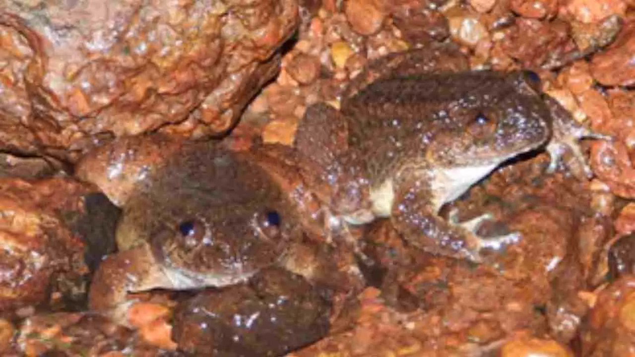 ಪಶ್ಚಿಮ ಘಟ್ಟದಲ್ಲಿ ಹೊಸ ಪ್ರಭೇದದ ಕಪ್ಪೆ ಪತ್ತೆ: ಕಾಳಿ ನದಿಯ ಹೆಸರಿನಲ್ಲಿ ಕಾಳಿ ನೈಟ್ ಫ್ರಾಗ್ ನಾಮಕರಣ ಪಶ್ಚಿಮ ಘಟ್ಟದಲ್ಲಿ ಹೊಸ ಪ್ರಭೇದದ ಕಪ್ಪೆ ಪತ್ತೆ: ಕಾಳಿ ನದಿಯ ಹೆಸರಿನಲ್ಲಿ ಕಾಳಿ ನೈಟ್ ಫ್ರಾಗ್ ನಾಮಕರಣ