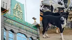 ಬೆಂಗಳೂರು ಉತ್ತರ ಪಾಲಿಕೆ ಬಜೆಟ್| ಬೀದಿ ನಾಯಿಗಳ ನಿಯಂತ್ರಣಕ್ಕೆ 13 ಕೋಟಿ ರೂ.