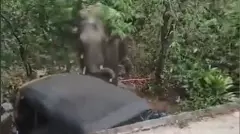 ಹಾಸನದ ಕುಪ್ಪಗೋಡು ಗ್ರಾಮದಲ್ಲಿ ಕಾಡಾನೆ ಹಾವಳಿ, ಆಟೋ ಜಖಂ