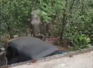 ಹಾಸನದ ಕುಪ್ಪಗೋಡು ಗ್ರಾಮದಲ್ಲಿ ಕಾಡಾನೆ ಹಾವಳಿ, ಆಟೋ ಜಖಂ ಹಾಸನದ ಕುಪ್ಪಗೋಡು ಗ್ರಾಮದಲ್ಲಿ ಕಾಡಾನೆ ಹಾವಳಿ, ಆಟೋ ಜಖಂ