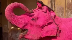 Viral News|ಗುಲಾಬಿ ಬಣ್ಣದ ಆನೆಯ ಮೇಲೆ ಕುಳಿತು ವಿದೇಶಿ ಯುವತಿಯ ಅಶ್ಲೀಲ ಫೋಟೋಶೂಟ್‌